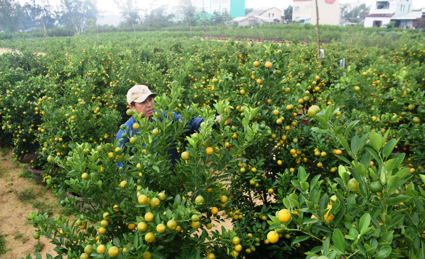 'Thủ phủ' quất Cẩm Hà nhộn nhịp vào mùa dịp Tết Nguyên đán ảnh 1
