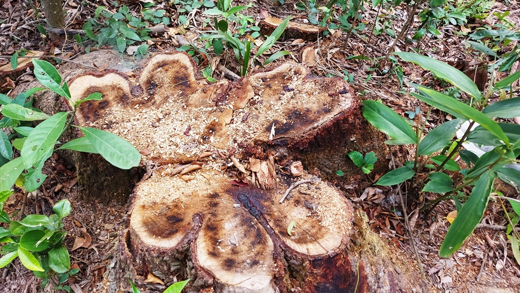 Chặt 'nhầm' cây lâu năm ở rừng phòng hộ di sản Mỹ Sơn đem... bán ảnh 6