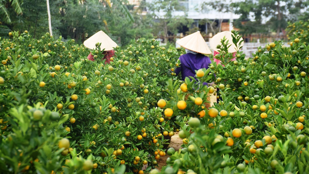 'Thủ phủ' quất Cẩm Hà nhộn nhịp vào mùa dịp Tết Nguyên đán ảnh 4