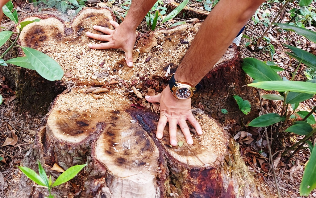Chặt 'nhầm' cây lâu năm ở rừng phòng hộ di sản Mỹ Sơn đem... bán ảnh 2