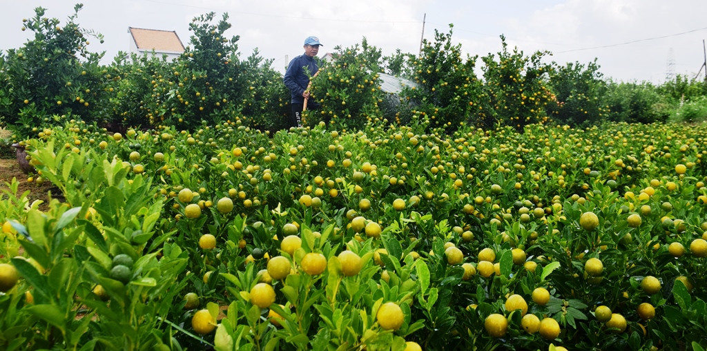 'Thủ phủ' quất Cẩm Hà nhộn nhịp vào mùa dịp Tết Nguyên đán ảnh 2