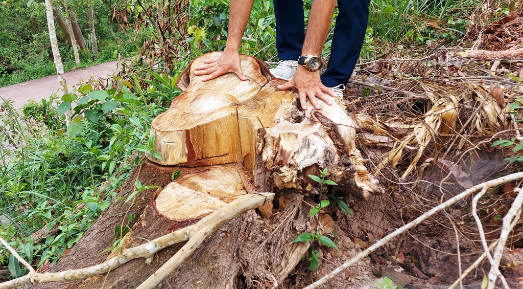 Chặt 'nhầm' cây lâu năm ở rừng phòng hộ di sản Mỹ Sơn đem... bán ảnh 4