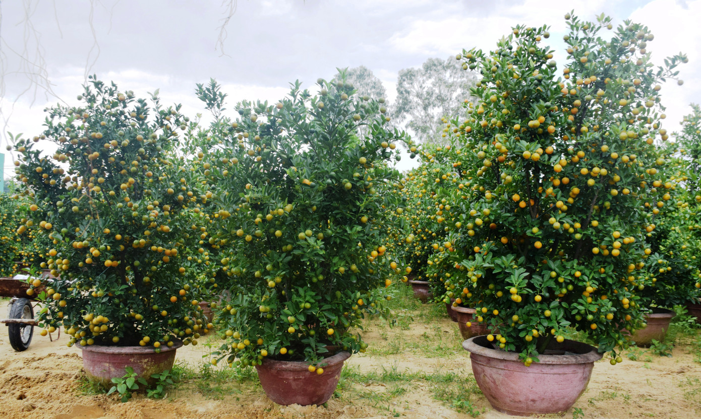 'Thủ phủ' quất Cẩm Hà nhộn nhịp vào mùa dịp Tết Nguyên đán ảnh 7