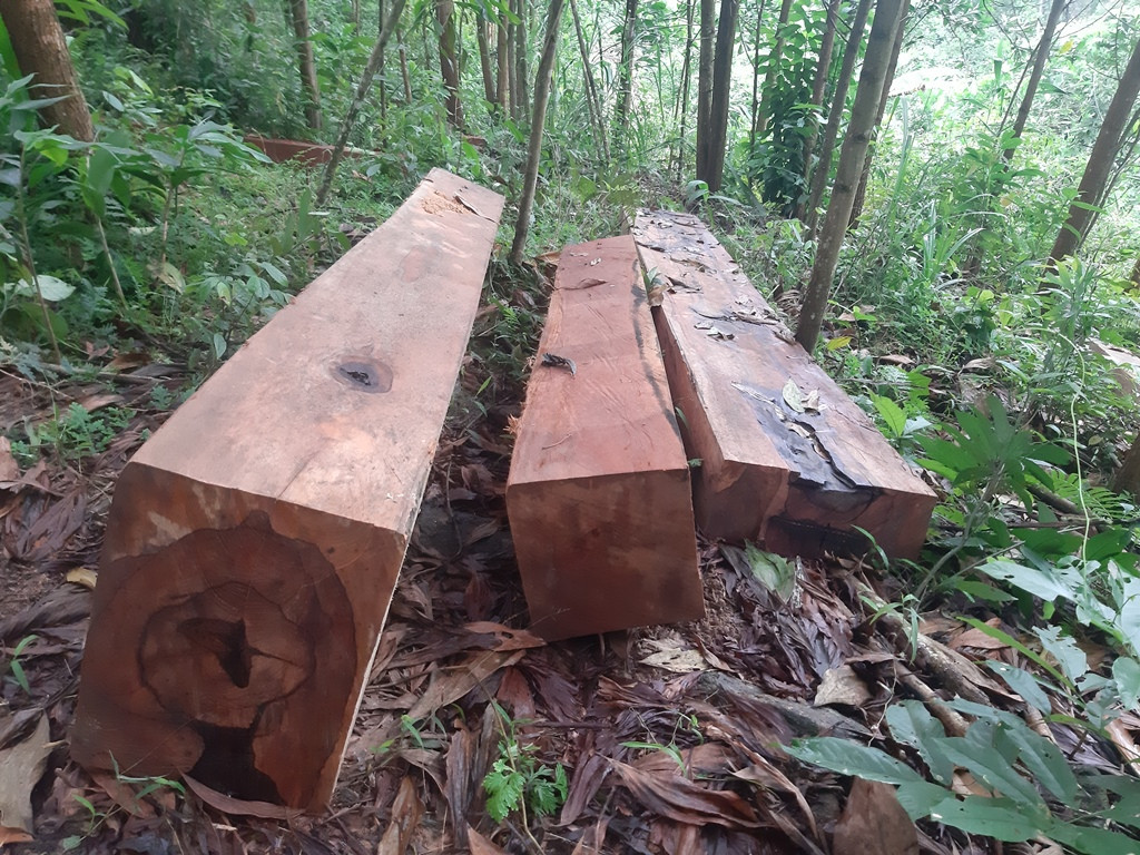 Lại phát hiện phá rừng phòng hộ quy mô lớn ở Quảng Nam ảnh 1