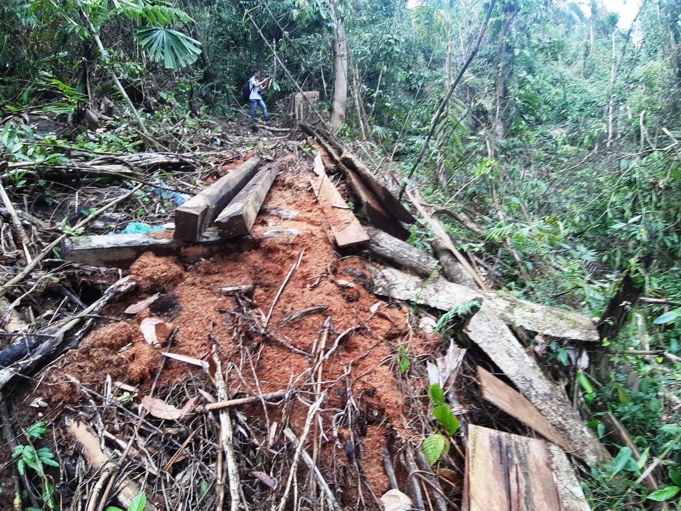 Lại phát hiện phá rừng phòng hộ quy mô lớn ở Quảng Nam ảnh 3