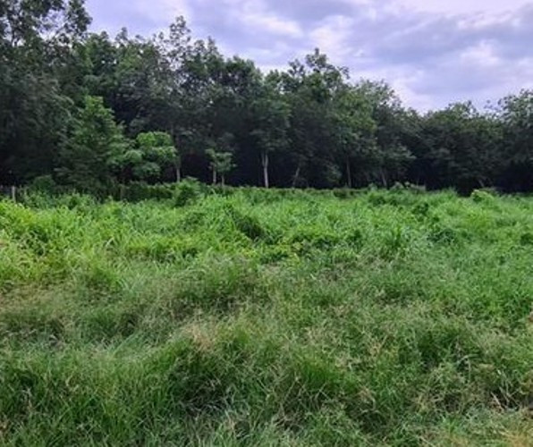 Công ty SP Land bán dự án tại khu đất bỏ hoang. Nở rộ ‘cò’ đất vẽ dự án 'ma' rao bán ở Bình Dương ảnh 1
