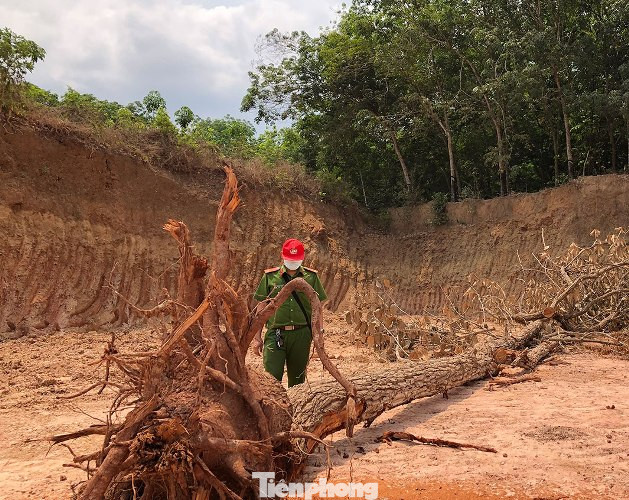 Xử lý các đối tượng 'dời' cả quả đồi mang đi bán ở Bình Dương ảnh 2