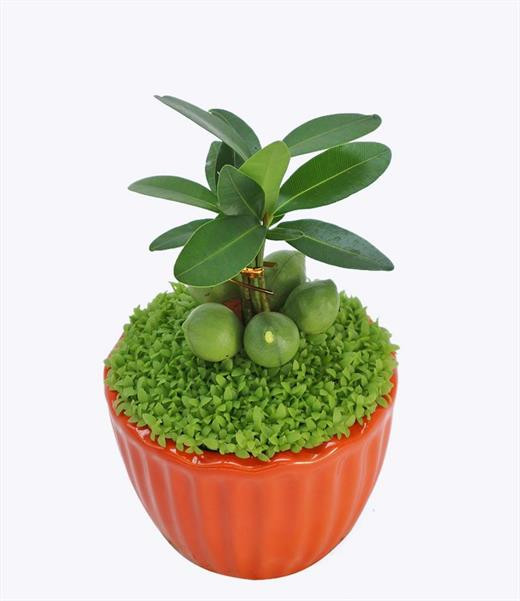 Những cây để bàn làm việc năm mới vừa may mắn, vừa 'hút' tài lộc ầm ầm ảnh 1