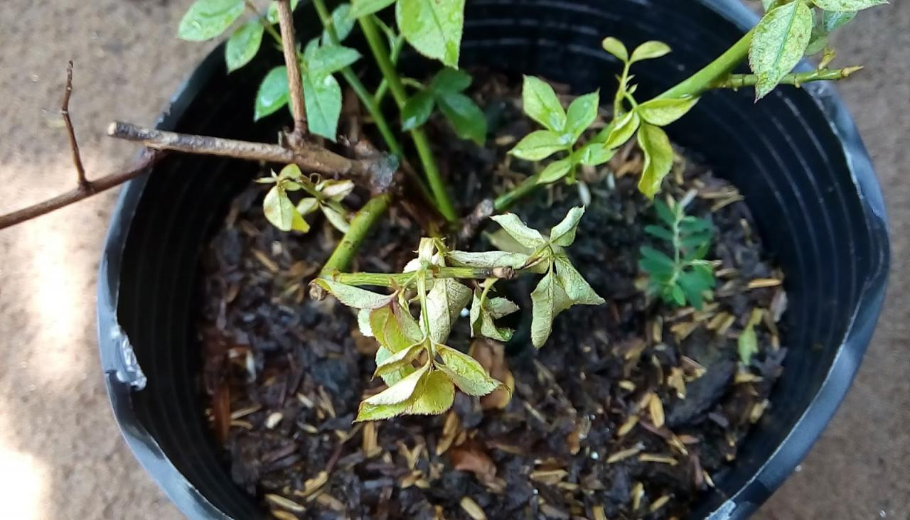 Những món đồ cuối năm nên vứt bỏ để 'tống khứ vận xui' ra khỏi cửa ảnh 3