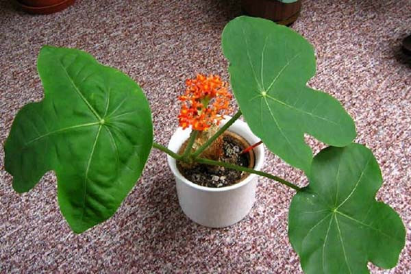 Những cây để bàn làm việc năm mới vừa may mắn, vừa 'hút' tài lộc ầm ầm ảnh 4