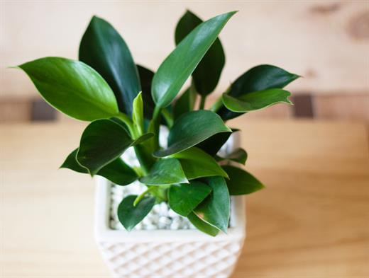 Những cây để bàn làm việc năm mới vừa may mắn, vừa 'hút' tài lộc ầm ầm ảnh 2