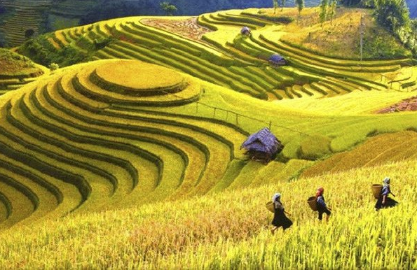 Mù Cang Chải không xa ảnh 10 Mù Cang Chải không xa ảnh 10