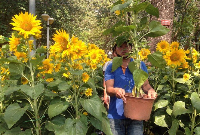 TPHCM kêu gọi người dân giải cứu hoa Tết ảnh 2