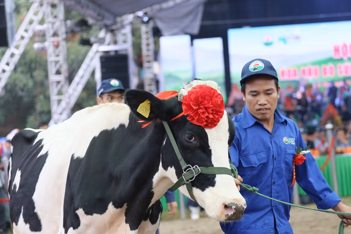 Đẻ 3 lứa vẫn đăng quang 'Hoa hậu' bò sữa Mộc Châu năm 2019 ảnh 2