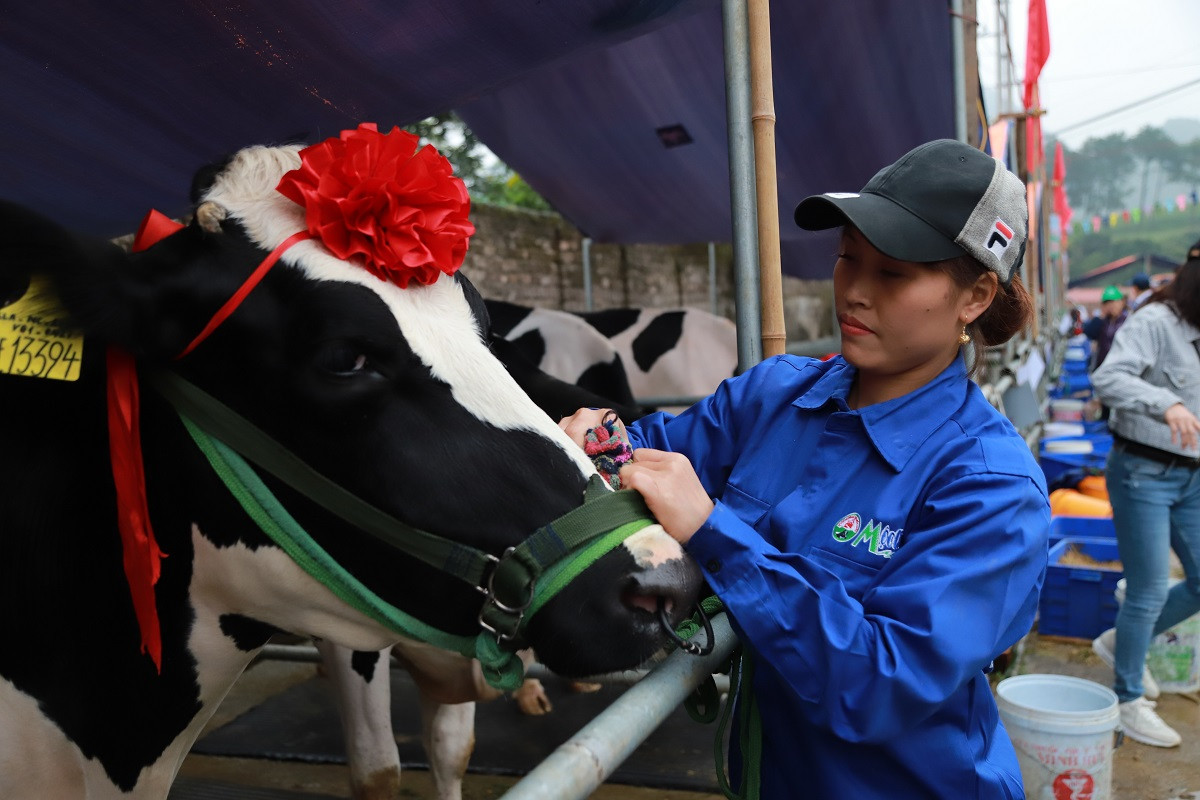 Đẻ 3 lứa vẫn đăng quang 'Hoa hậu' bò sữa Mộc Châu năm 2019 ảnh 3