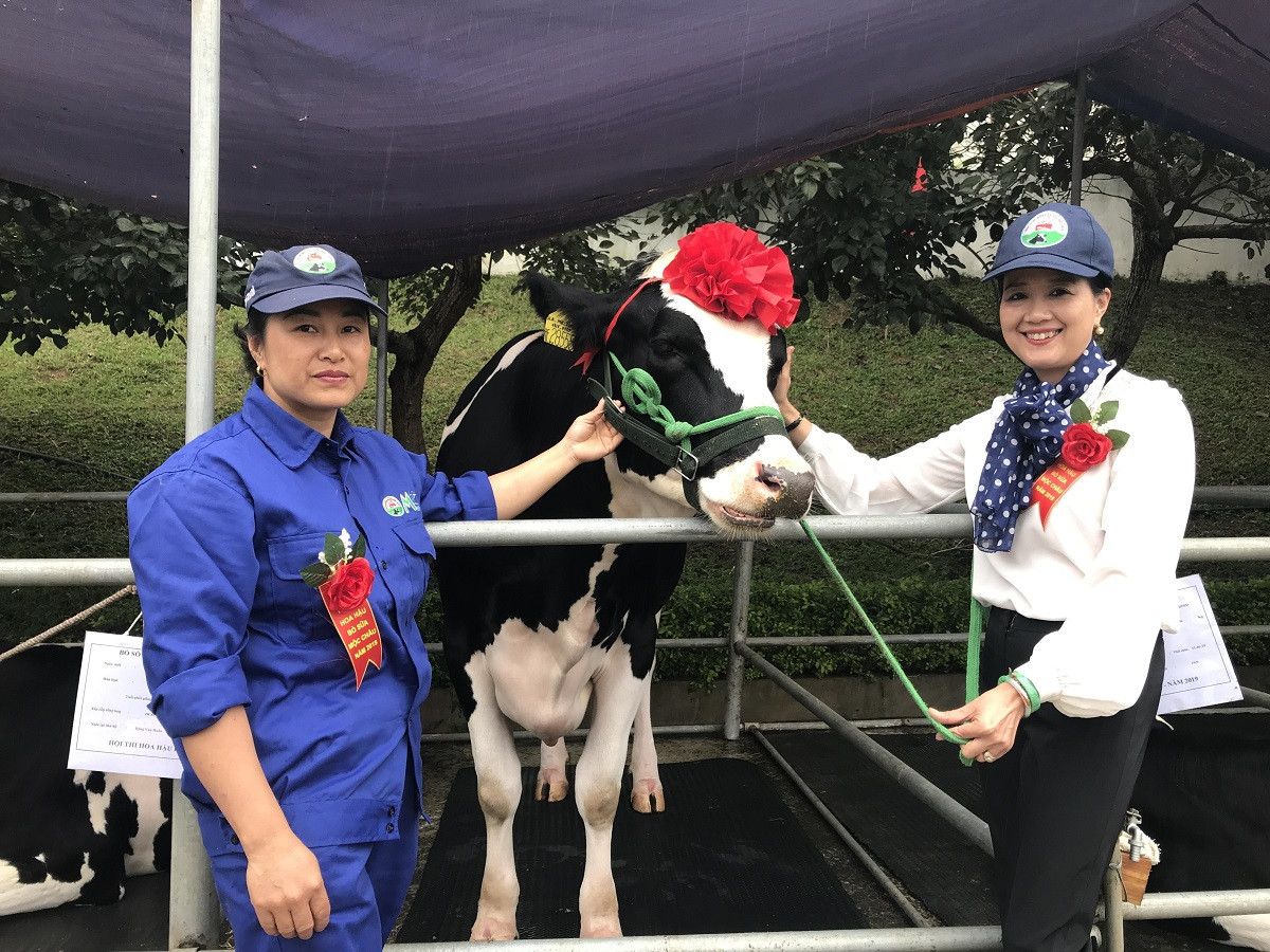 Đẻ 3 lứa vẫn đăng quang 'Hoa hậu' bò sữa Mộc Châu năm 2019 ảnh 5
