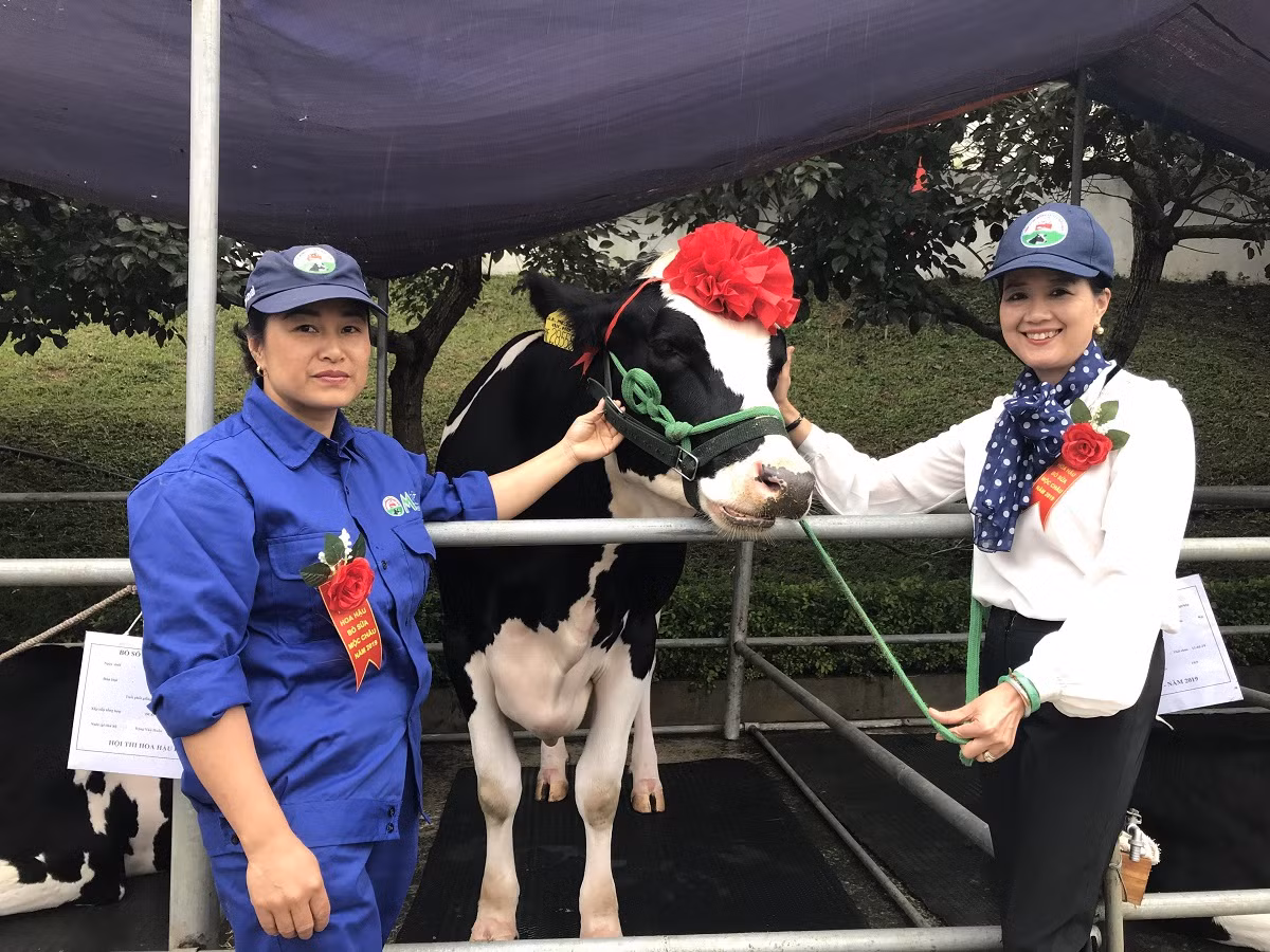Đẻ 3 lứa vẫn đăng quang 'Hoa hậu' bò sữa Mộc Châu năm 2019 ảnh 5
