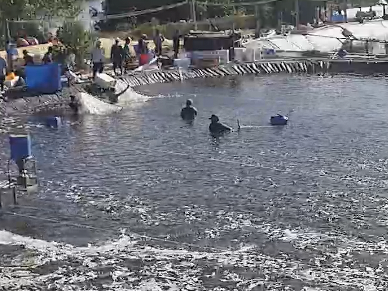 Bắt giam 9 người trộm cắp hàng tấn tôm ảnh 1