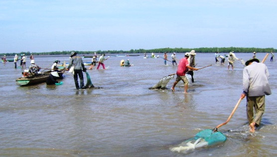 Cào nghêu giống trái phép ở bãi bồi Mũi Cà Mau ảnh 6