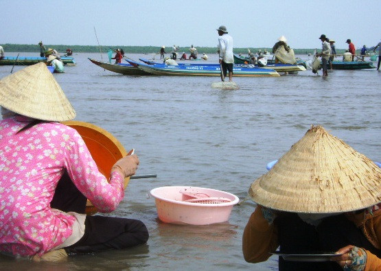 Cào nghêu giống trái phép ở bãi bồi Mũi Cà Mau ảnh 4