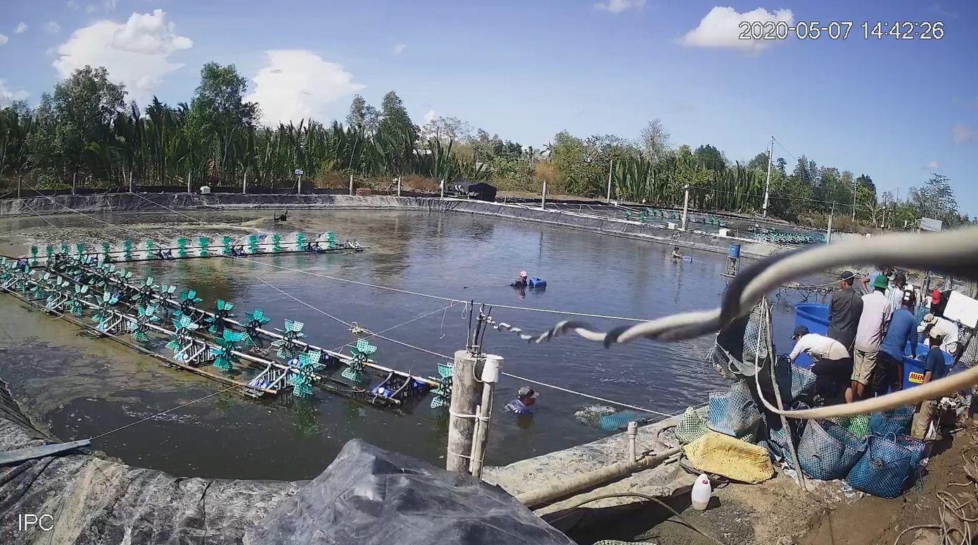 Đề nghị truy tố 20 bị can trong vụ dàn cảnh trộm tôm rúng động Cà Mau ảnh 2