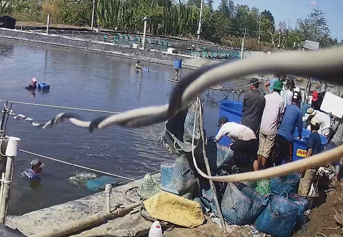 Đề nghị truy tố 20 bị can trong vụ dàn cảnh trộm tôm rúng động Cà Mau ảnh 1