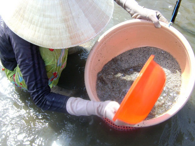 Cào nghêu giống trái phép ở bãi bồi Mũi Cà Mau ảnh 3