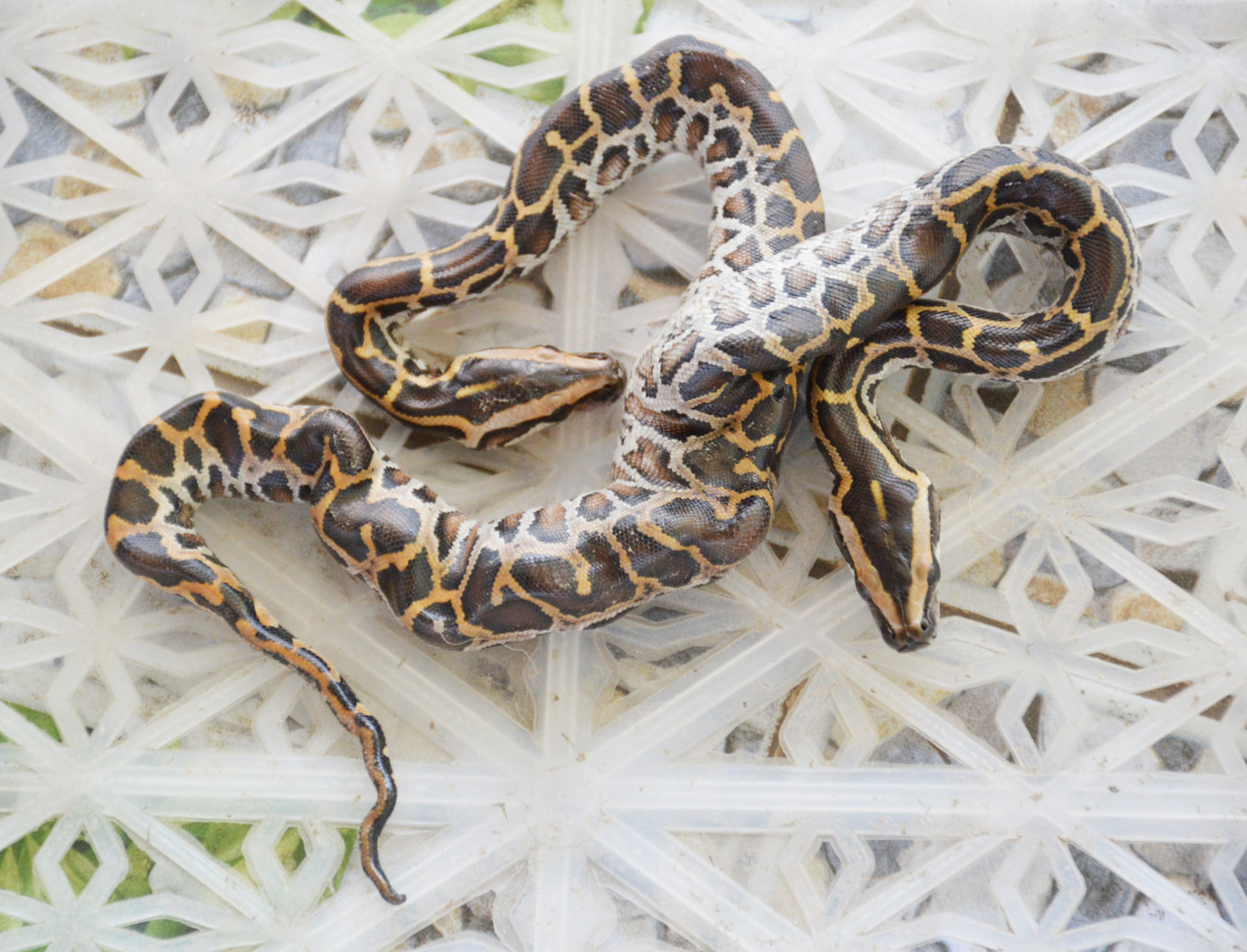 Xôn xao trăn con 2 đầu ở Cà Mau, nhiều người chào mua hàng chục triệu ảnh 1