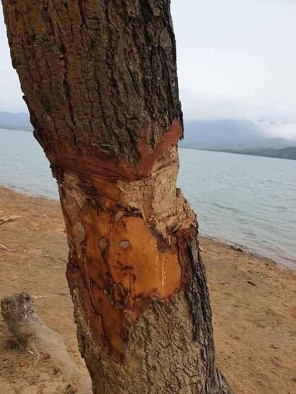 Bức xúc việc “cây cô đơn” nổi tiếng ở Quảng Trị bị kẻ thiếu ý thức phá hoại ảnh 2