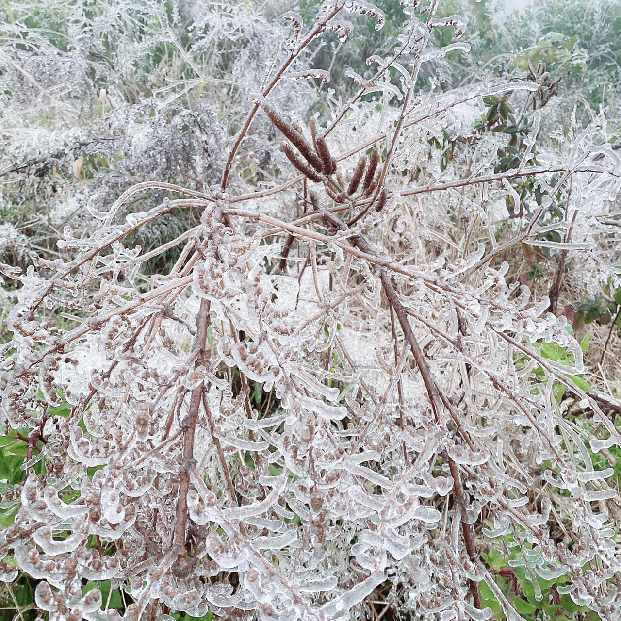 Giới trẻ đua nhau check-in tuyết rơi lãng mạn ở Sa Pa: Đừng quên lưu ý quan trọng này! ảnh 5