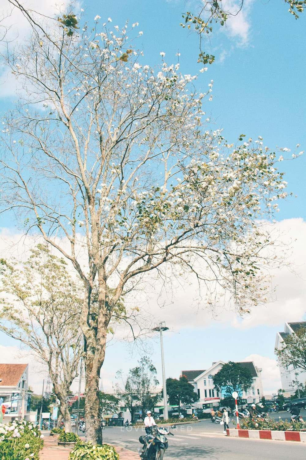 Những con đường ngập tràn hoa ban ở Đà Lạt tháng 12 này: Mình gặp nhau khi mùa hoa nở nhé! ảnh 4