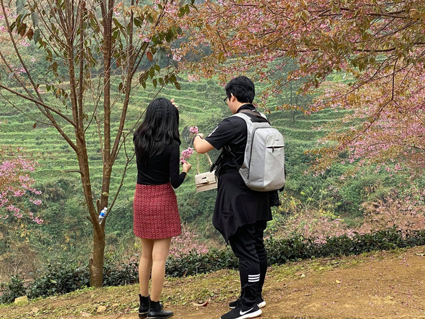 Sa Pa: Đồi chè Ô Long phải đóng cửa do nhiều du khách vô ý thức thi nhau xả rác, ngắt hoa ảnh 5