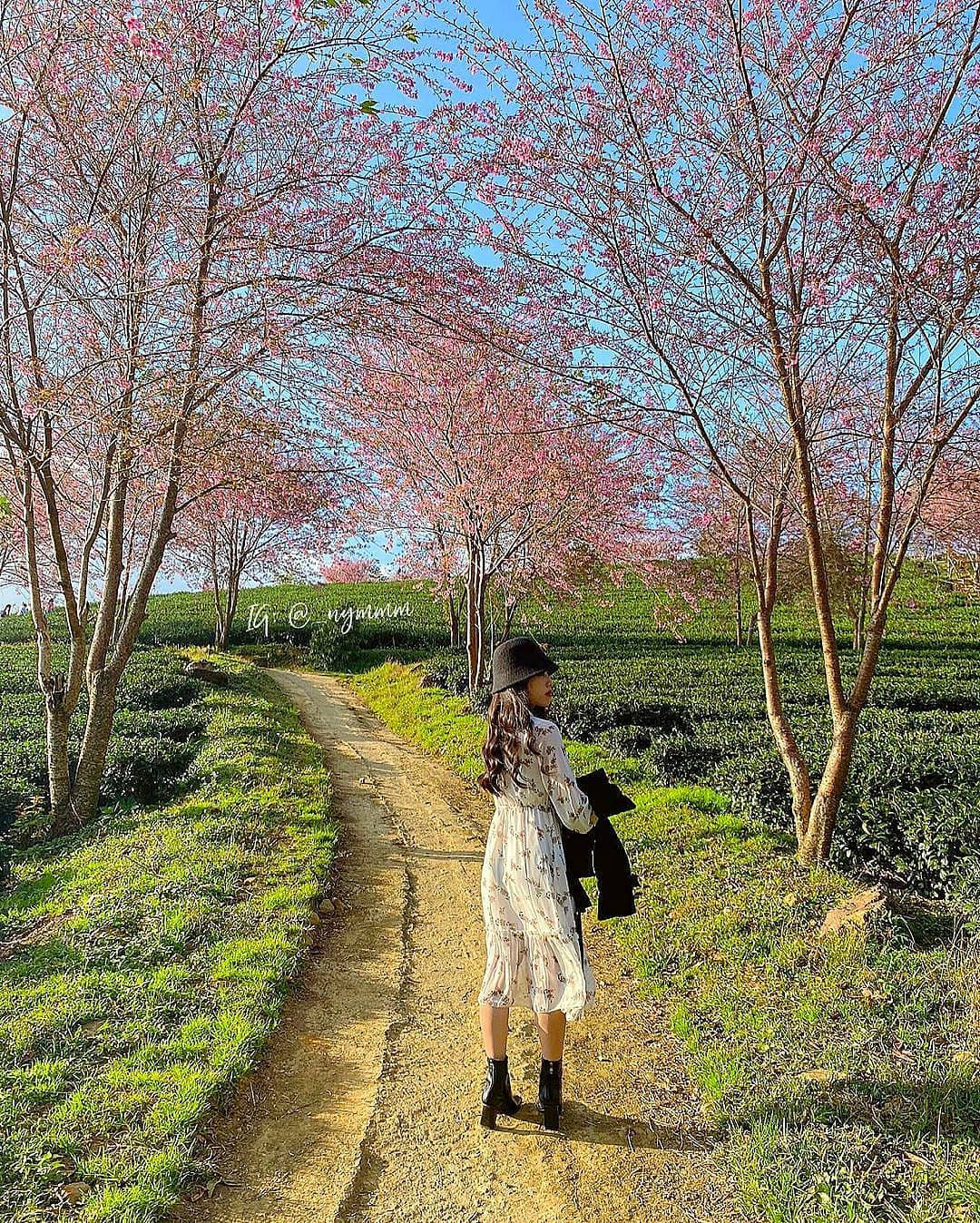 Sa Pa: Đồi chè Ô Long phải đóng cửa do nhiều du khách vô ý thức thi nhau xả rác, ngắt hoa ảnh 2