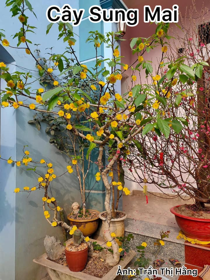 Công ty “chơi lớn” mua hẳn một “cây mai vàng” siêu to khổng lồ chơi Tết, khi đến gần mới té ngửa ảnh 3