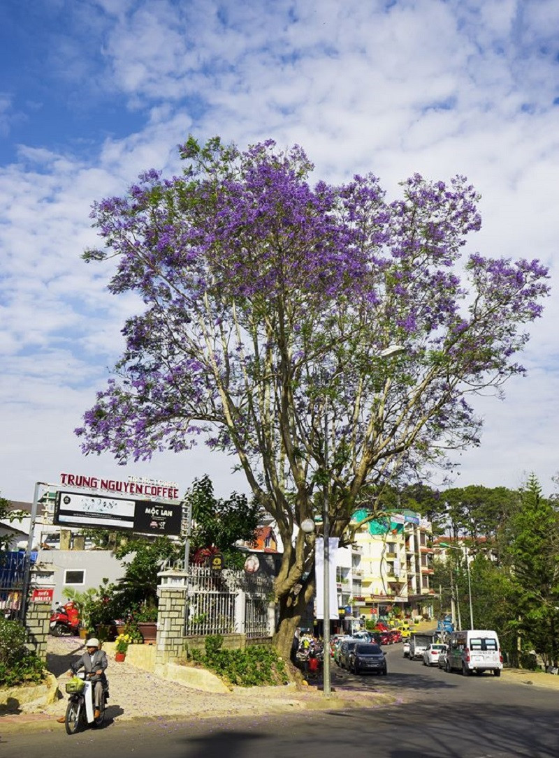 Phượng tím Đà Lạt đang mùa nở rộ, từng góc phố đẹp đến ngỡ ngàng ảnh 8