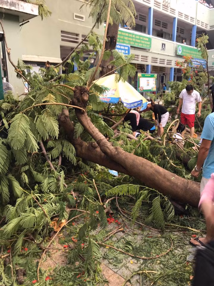 TP.HCM: Cây phượng trong sân trường bật gốc khiến 1 học sinh tử vong, 7 học sinh bị thương ảnh 1