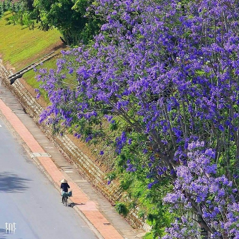 Phượng tím Đà Lạt đang mùa nở rộ, từng góc phố đẹp đến ngỡ ngàng ảnh 10