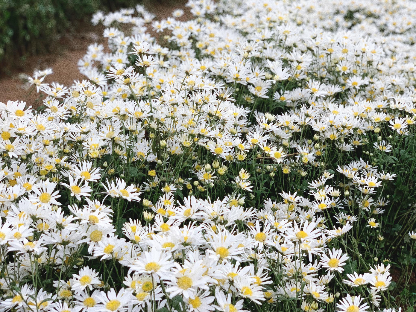 Một mùa cúc hoạ mi xinh xắn lại đến: “Lên đồ” cùng hội BFF để có những tấm ảnh “nghìn like” nào! ảnh 5