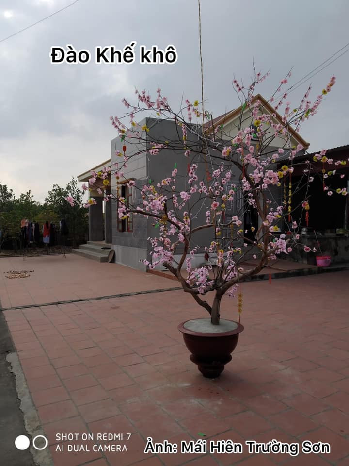 Công ty “chơi lớn” mua hẳn một “cây mai vàng” siêu to khổng lồ chơi Tết, khi đến gần mới té ngửa ảnh 6