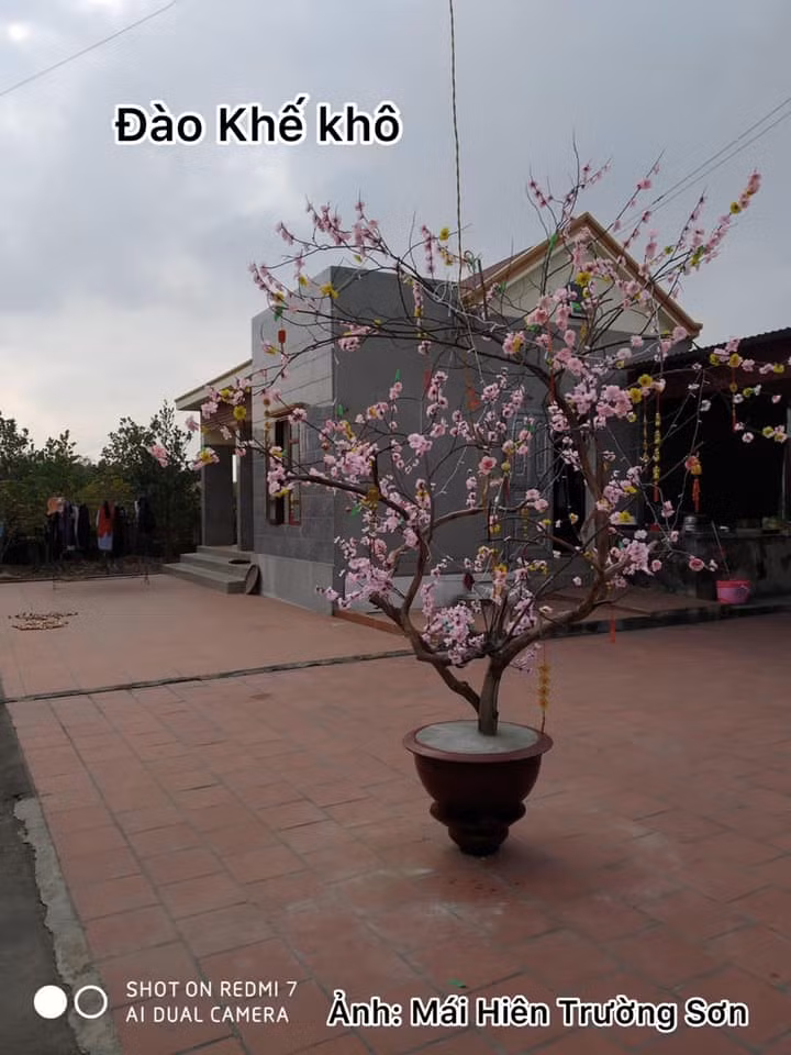 Công ty “chơi lớn” mua hẳn một “cây mai vàng” siêu to khổng lồ chơi Tết, khi đến gần mới té ngửa ảnh 6