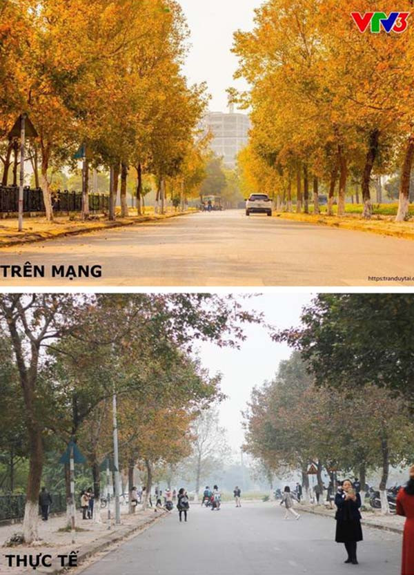Ảnh thực tế và ảnh trên mạng có phần khác nhau. (Ảnh: VTV) Con đường lá phong đỏ được mệnh danh “Seoul giữa lòng Hà Nội“: Ảnh thực tế khác xa! ảnh 5