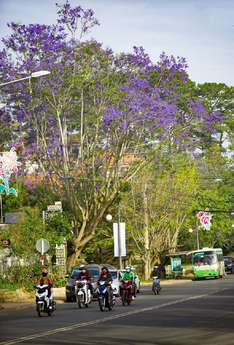 Phượng tím Đà Lạt đang mùa nở rộ, từng góc phố đẹp đến ngỡ ngàng ảnh 12