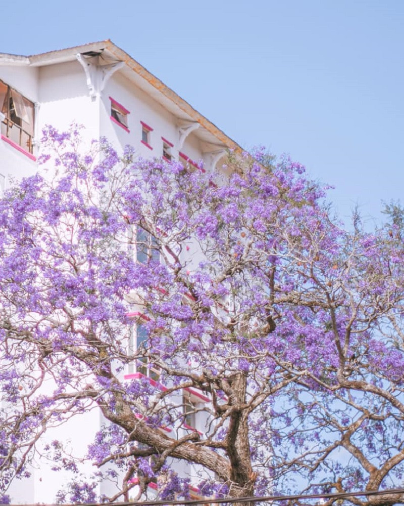 Phượng tím Đà Lạt đang mùa nở rộ, từng góc phố đẹp đến ngỡ ngàng ảnh 4