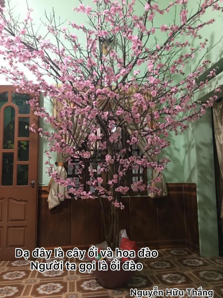 Công ty “chơi lớn” mua hẳn một “cây mai vàng” siêu to khổng lồ chơi Tết, khi đến gần mới té ngửa ảnh 5