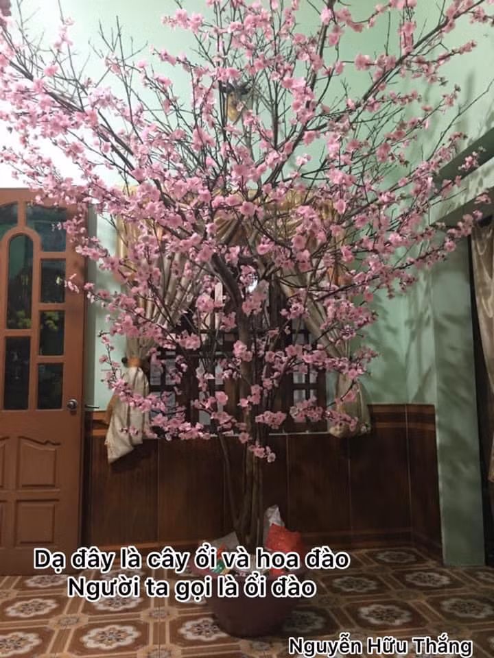 Công ty “chơi lớn” mua hẳn một “cây mai vàng” siêu to khổng lồ chơi Tết, khi đến gần mới té ngửa ảnh 5