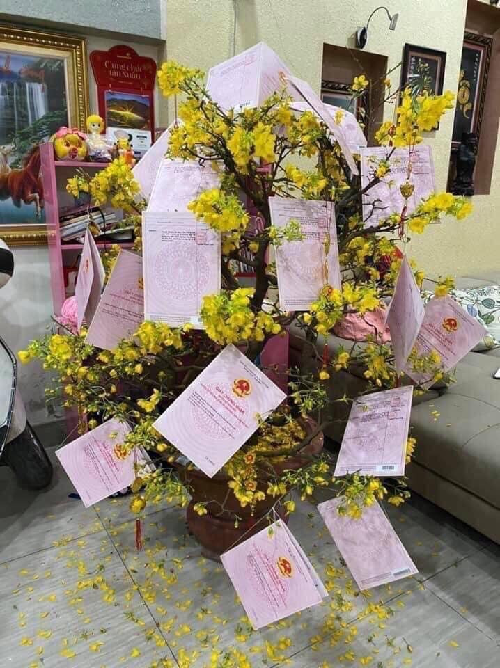 Trào lưu “hot” của teen Việt trong những ngày Tết: Khoe cây cảnh treo đầy bằng khen, huy chương ảnh 5