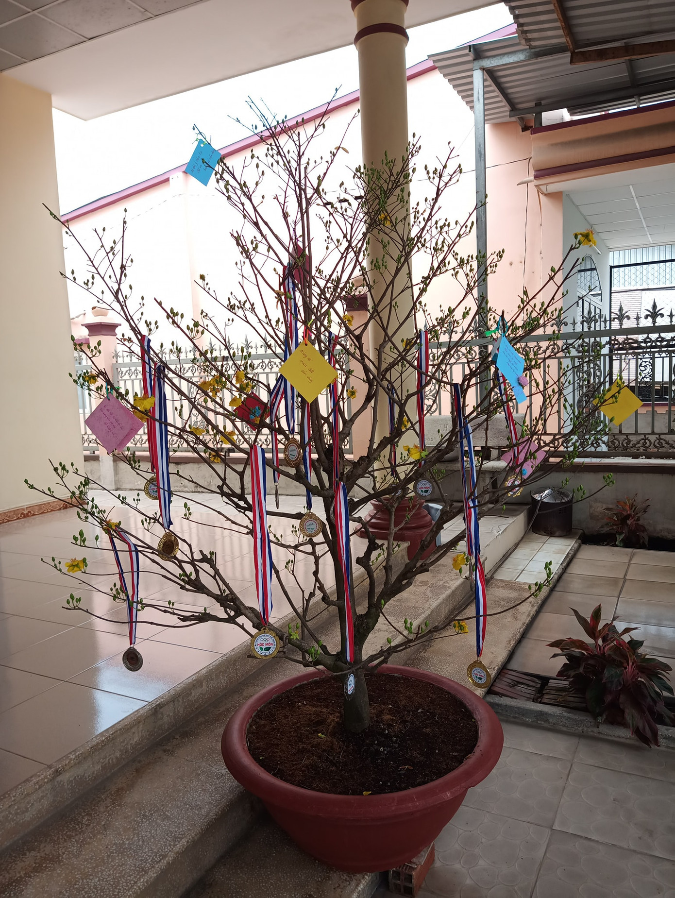 Trào lưu “hot” của teen Việt trong những ngày Tết: Khoe cây cảnh treo đầy bằng khen, huy chương ảnh 4