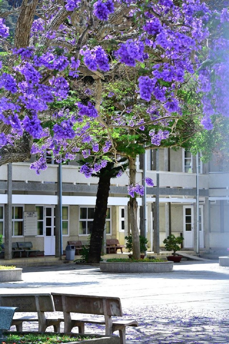 Phượng tím Đà Lạt đang mùa nở rộ, từng góc phố đẹp đến ngỡ ngàng ảnh 14