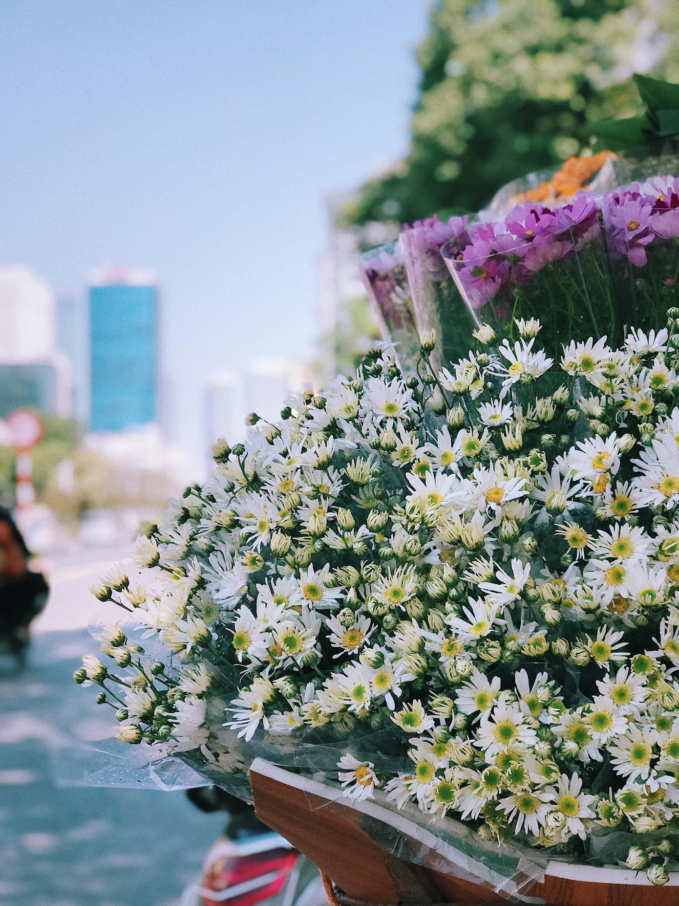 Một mùa cúc hoạ mi xinh xắn lại đến: “Lên đồ” cùng hội BFF để có những tấm ảnh “nghìn like” nào! ảnh 2