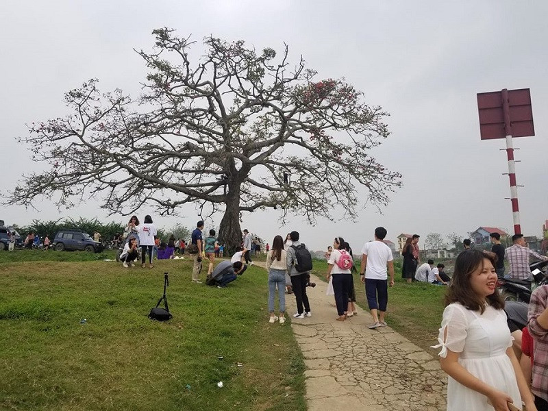 Cây hoa gạo trong “Cô gái nhà người ta” xác xơ sau khi khách du lịch đổ xô tới tham quan ảnh 5